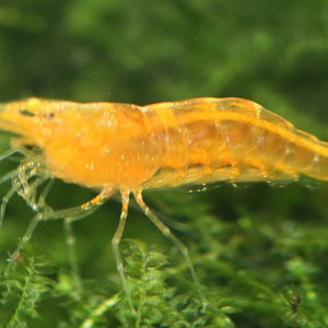 Caridina cf propinqua