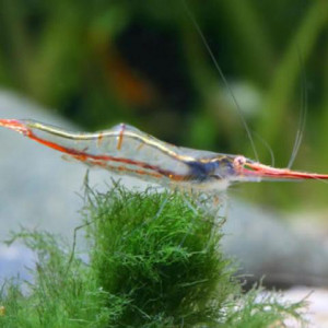 Caridina gracilirostris