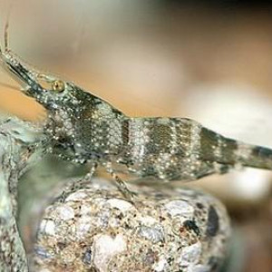 Caridina sarasinorum