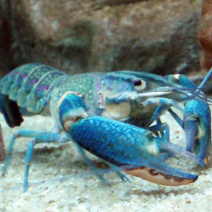 Cherax quadricarinatus