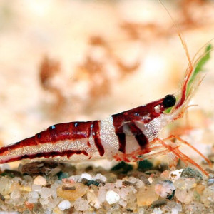 Caridina spongicola