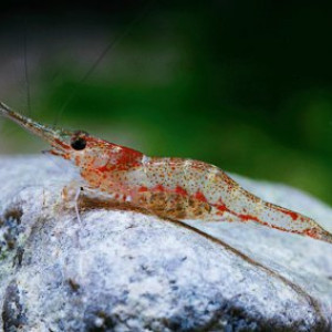 Caridina lingkonae