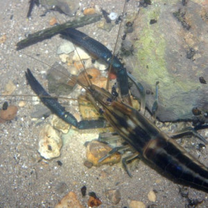 Macrobrachium carcinus