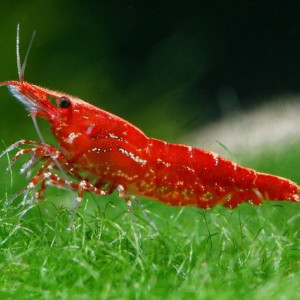 Neocaridina davidi var. red cherry