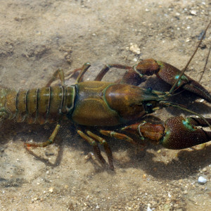 Pacifastacus leniusculus