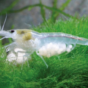 Neocaridina zhangjiajiensis