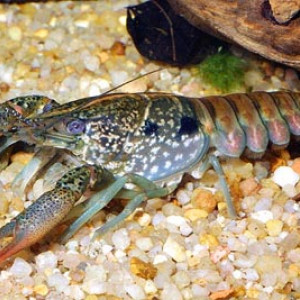 Procambarus pubescens