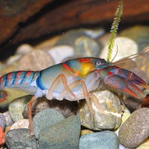 Procambarus pygmaeus