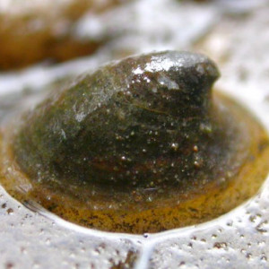 Ancylus fluviatilis