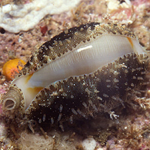 Cypraea annulus