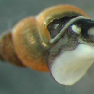 Potamopyrgus antipodarum