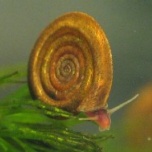 Anisus vortex систематика