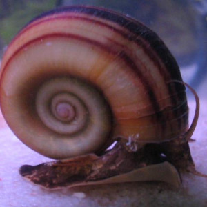 Marisa cornuarietis