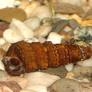 Pachymelania fusca