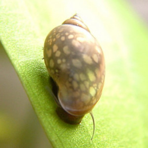 Physa spp. ou Physella spp.