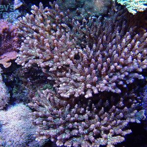 Acropora plana