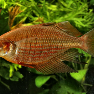 Glossolepis multisquamata