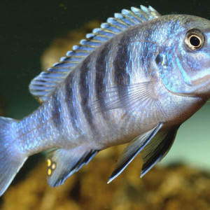 Labidochromis heterodon