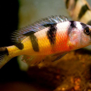 Haplochromis latifasciatus