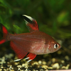 Hyphessobrycon rosaceus