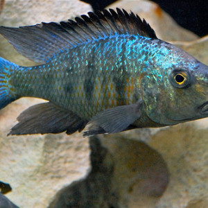 Fossorochromis rostratus