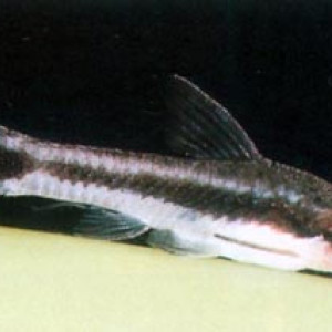 Otocinclus gibbosus