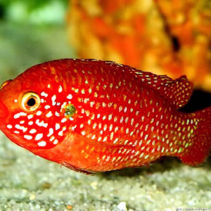 Hemichromis guttatus