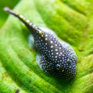 Gastromyzon punctulatus