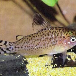 Corydoras mamore