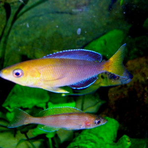 Cyprichromis leptosoma