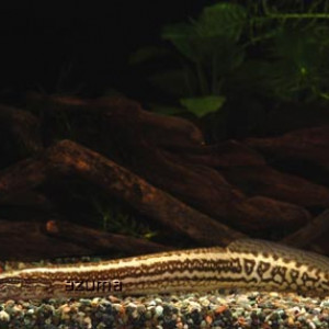 Macrognathus caudiocellatus