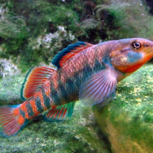 Etheostoma caeruleum