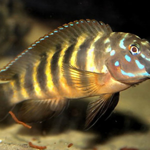 Eretmodus cyanostictus