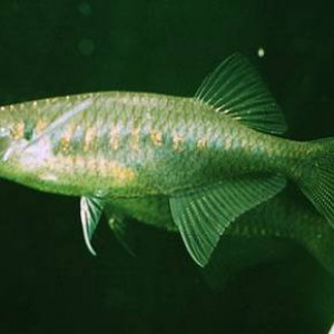 Poisson chela laubuca (barbusverre indien) fiche complète