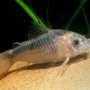 Corydoras rabauti