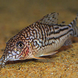 Corydoras pinheiroi