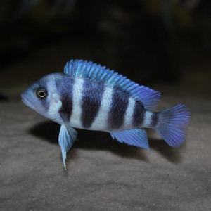 Cyphotilapia gibberosa