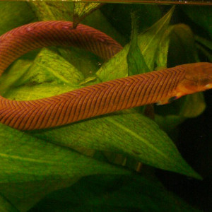 Erpetoichthys calabaricus