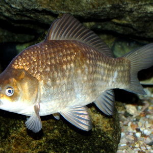 Carassius carassius