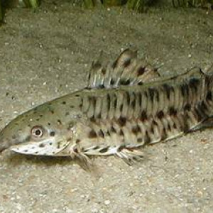 Callichthys fabricioi