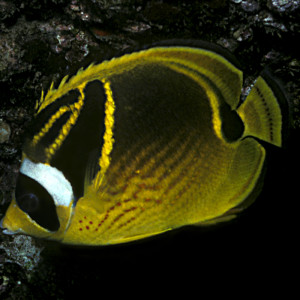 Chaetodon lunula