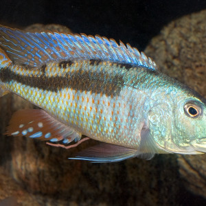 Champsochromis spilorhynchus