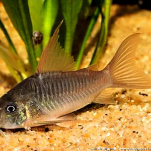 Corydoras concolor