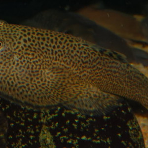 Beaufortia kweichowensis