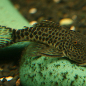 Chaetostoma milesi