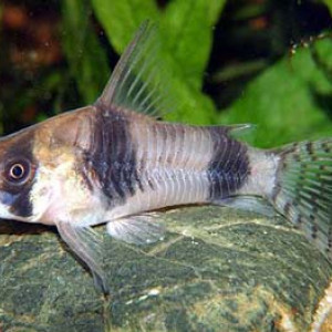 Corydoras tukano