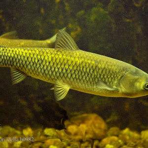 Poisson Ctenopharyngodon Idella Amour Blanc Fiche Complete Parametres Volume Maintenance En Aquarium Reproduction Et Nourriture