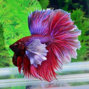 Betta splendens