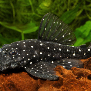 ZZ Ancistrus sp. L107/L184