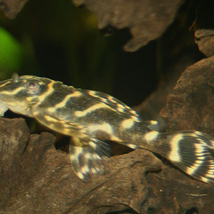 ZZ Hypancistrus sp. L270